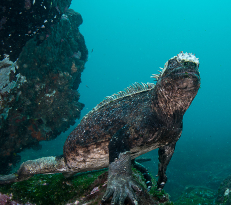 Marine Iguana